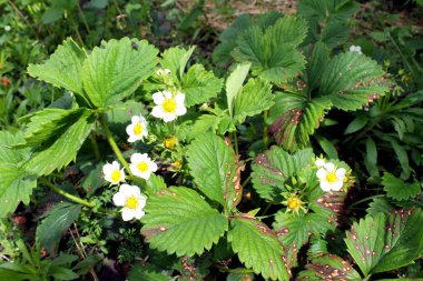 Bir çilek çiçeği