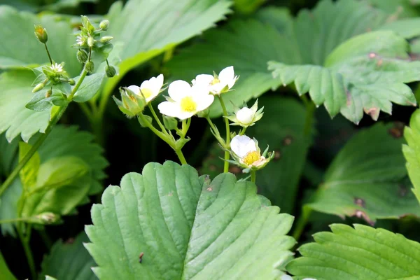 En jordgubbe blossom — Stockfoto