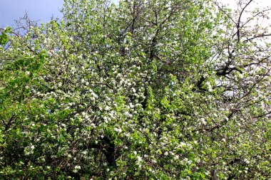 Çiçekli elma ağacı.