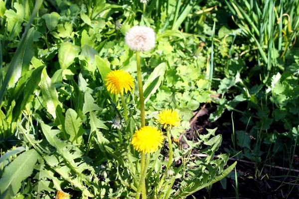 Sarı bir karahindiba — Stok fotoğraf