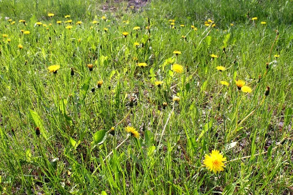 A yellow dandelions — Stock Photo, Image