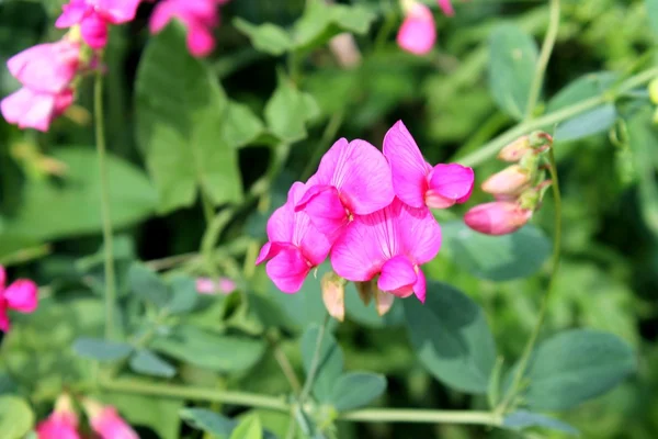 ワイルド ピンク豆の花 — ストック写真