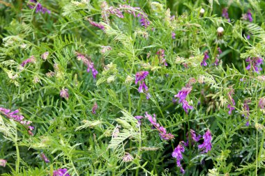 vahşi mor bezelye çiçekler