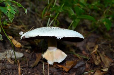 Champignon in forest