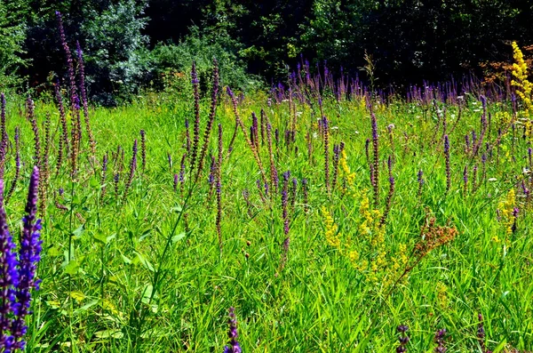 Viltvoksende salviblomster – stockfoto