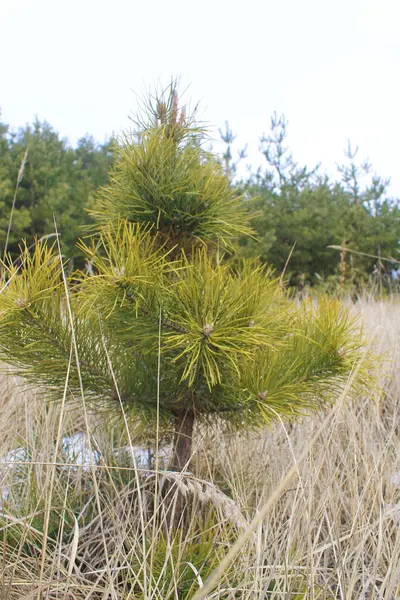 Pequeño pino en bosque — Foto de Stock