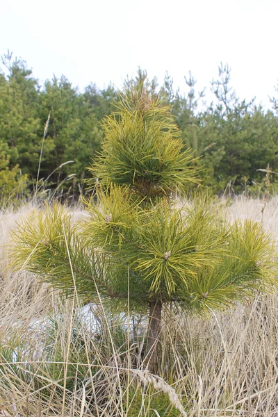 Kleine pine in bos — Stockfoto