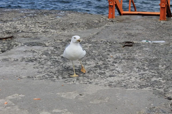 Seagull near the sea — Stock Photo, Image