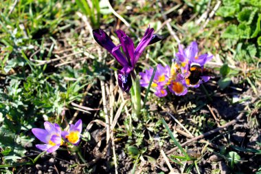 Mor bahar çiçekleri