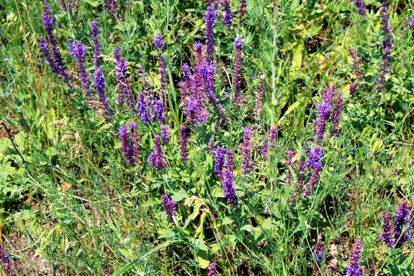 Vild salvia blommor — Stockfoto