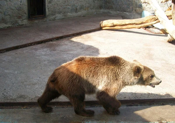 Braunbär im Zoo — Stockfoto