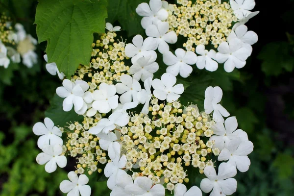 Uma flor de viburno — Fotografia de Stock