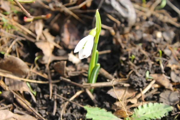 White snowdrop flower — Stock Photo, Image