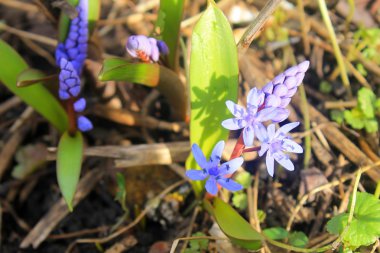Çayır üzerinde mavi kardelen