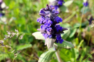 mayasıl çayır üzerinde