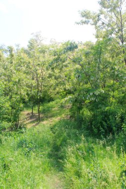 Akasya ağaçları Park çiçek