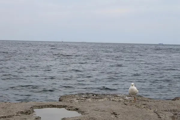 Seagull near the sea — Stock Photo, Image