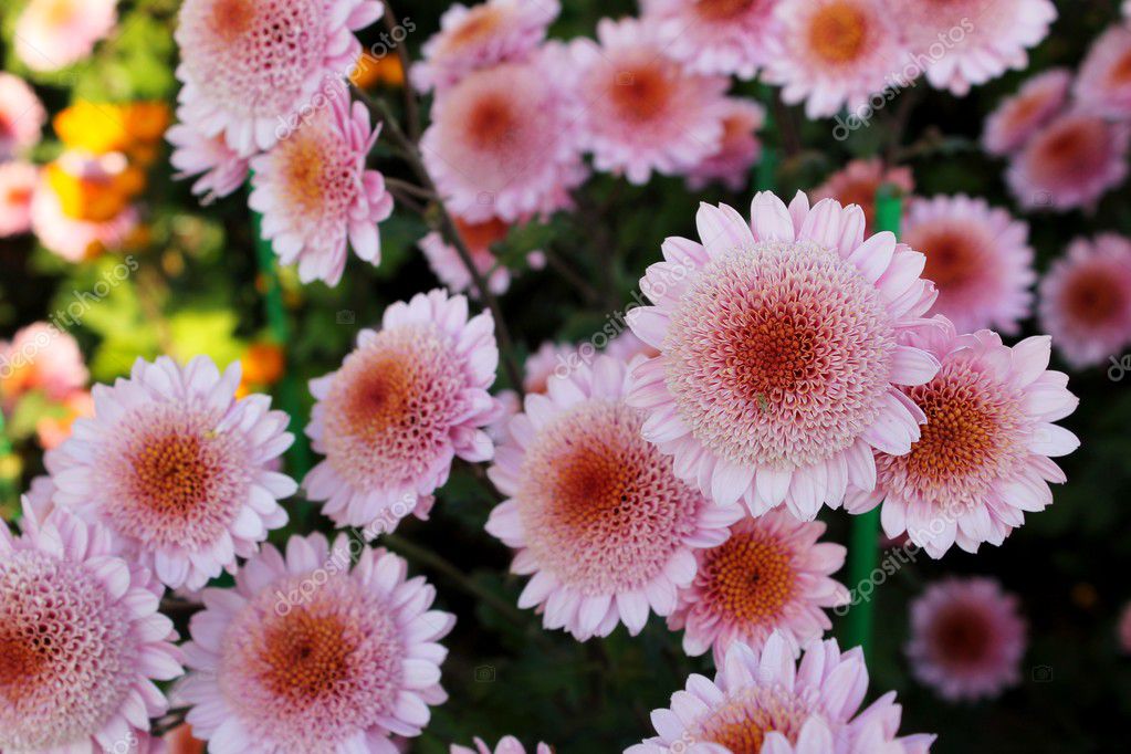 Хризантема Розовый Сон Фото – Telegraph