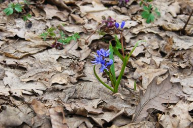 Mavi kardelen çiçek