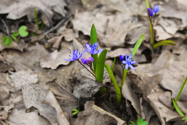 Mavi kardelen çiçek