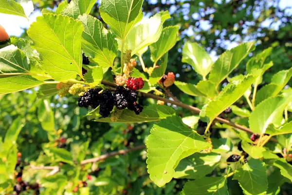 Moruše na větvi — Stock fotografie