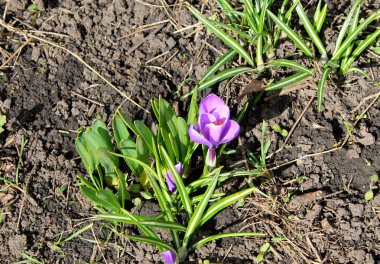 Mor Çiğdem çiçek