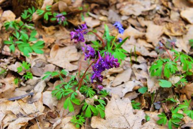 Mor corydalis çiçek