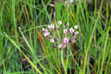 Çiçekli rush Irmağı '