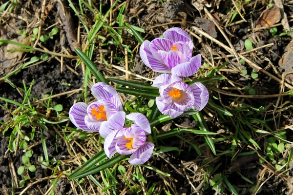 A crocus virágok — Stock Fotó