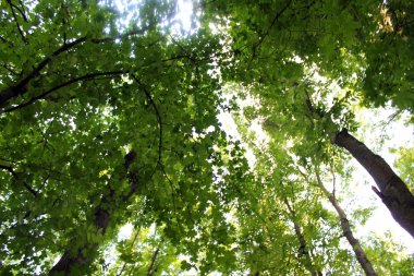 Yeşil yaprak döken ormanının