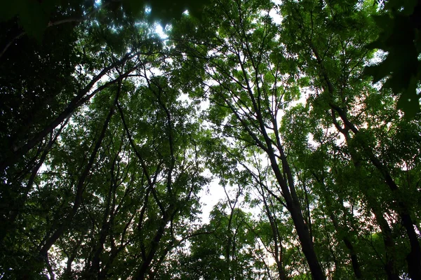 Foros verdes de hoja caduca — Foto de Stock