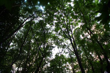 Yeşil yaprak döken ormanının