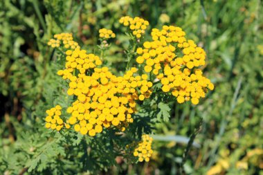 Sarı civanperçemi çiçekler