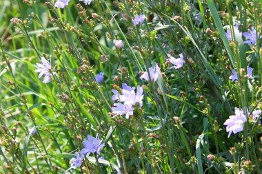Vahşi mavi çiçekler hindiba