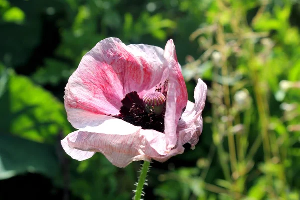 A pink poppy — Stock Photo, Image