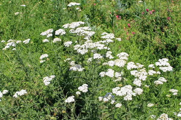 Flores de milenrama blanca —  Fotos de Stock