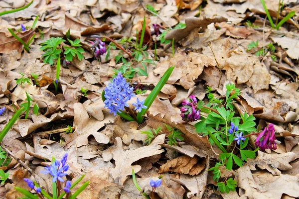 Spring flowers in  forest — Stock Photo, Image