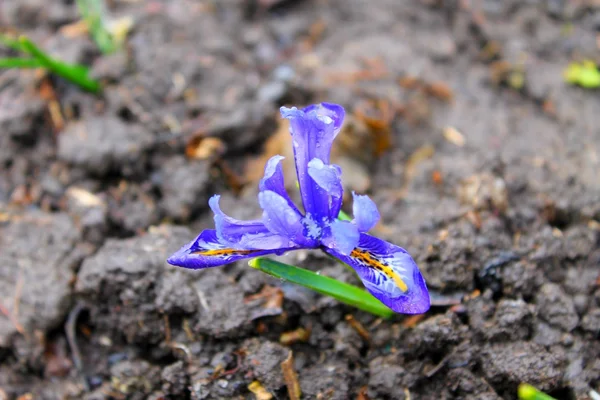 Iris enano azul — Foto de Stock