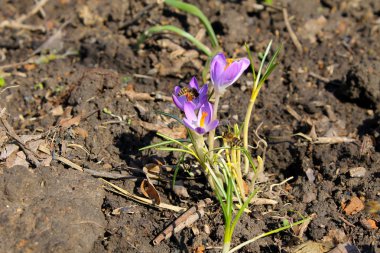 Arılar mor çiğdemler üzerinde