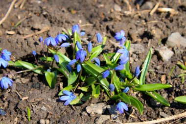 Mavi kardelen çiçek