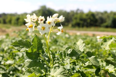 Bush patates çiçekler
