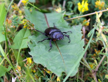 Yaprak üzerinde geyik böceği