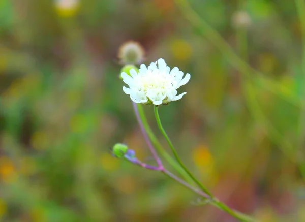 Beyaz scabious çiçek — Stok fotoğraf