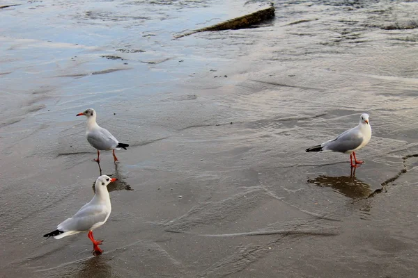 Möwen und Meer — Stockfoto