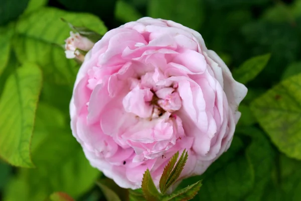 Růžové divoké růže — Stock fotografie