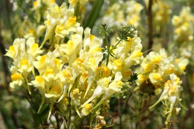 Sarı toadflax