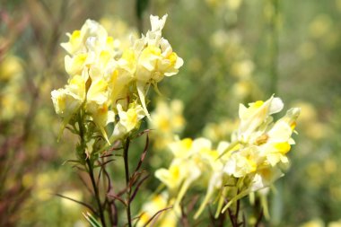 Sarı toadflax