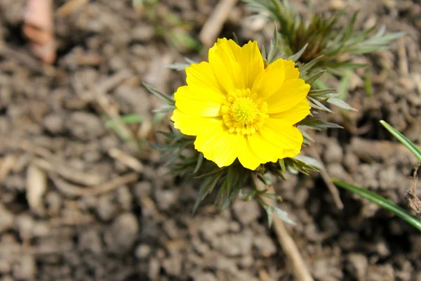 Žlutá jarní adonis — Stock fotografie