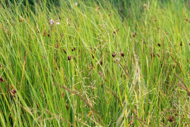 çalılıkları sazlar 