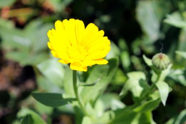 officinal orange calendula 
